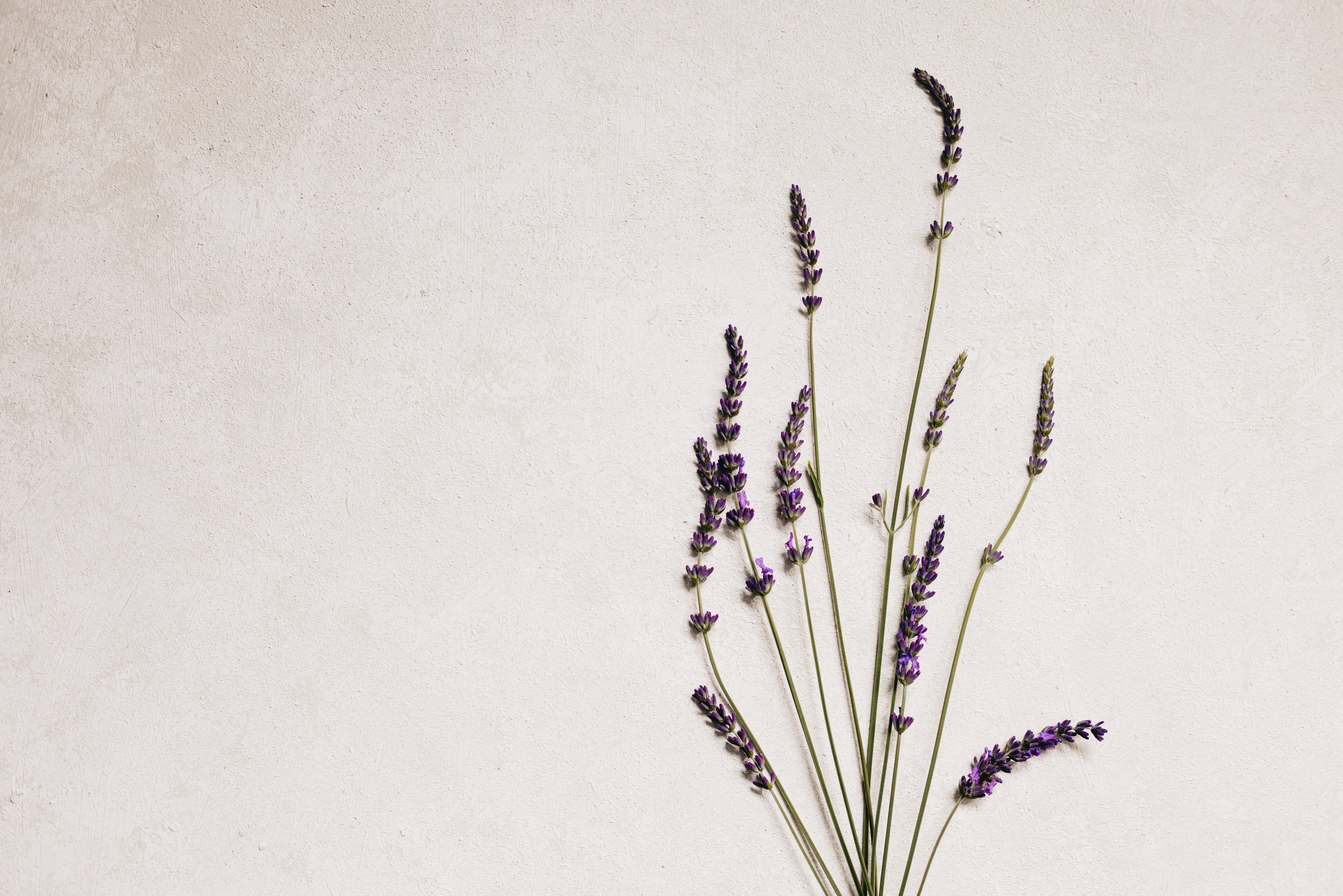 Lavender Plant on White Background